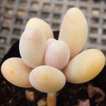 PRESALE Pachyphytum Beauty, (Random)