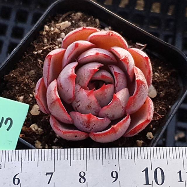 PRESALE Echeveria Hera, (Random)