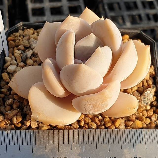 MOTHER'S DAY WEEKEND FLASH SALE! PRESALE Echeveria Tiramisu, (Random)