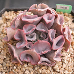 FLASH SALE- PRESALE Echeveria Trumpet Pinky, (Random)