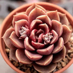 SALE! Echeveria Mohican