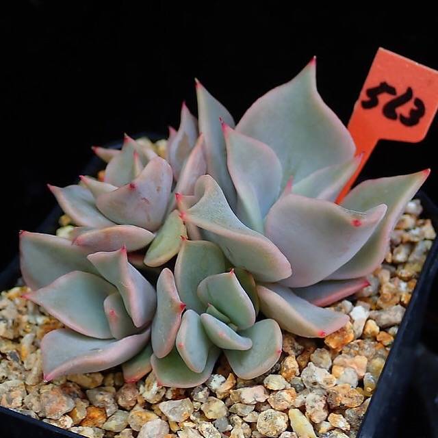 PRESALE Echeveria Madiba, Cluster, (Random)