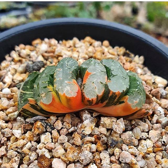 Haworthia Truncata f. Variegata, (Video) – Cedar Creek Farmhouse