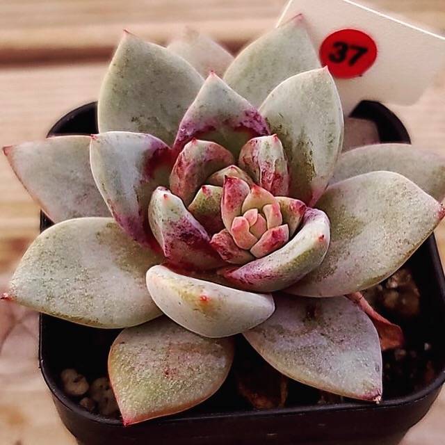 (RESERVED) Echeveria Champagne, Germany