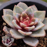 MUST USE CODE! SPECIAL! JUST CART!! Echeveria Champagne, Germany (Thirsty)