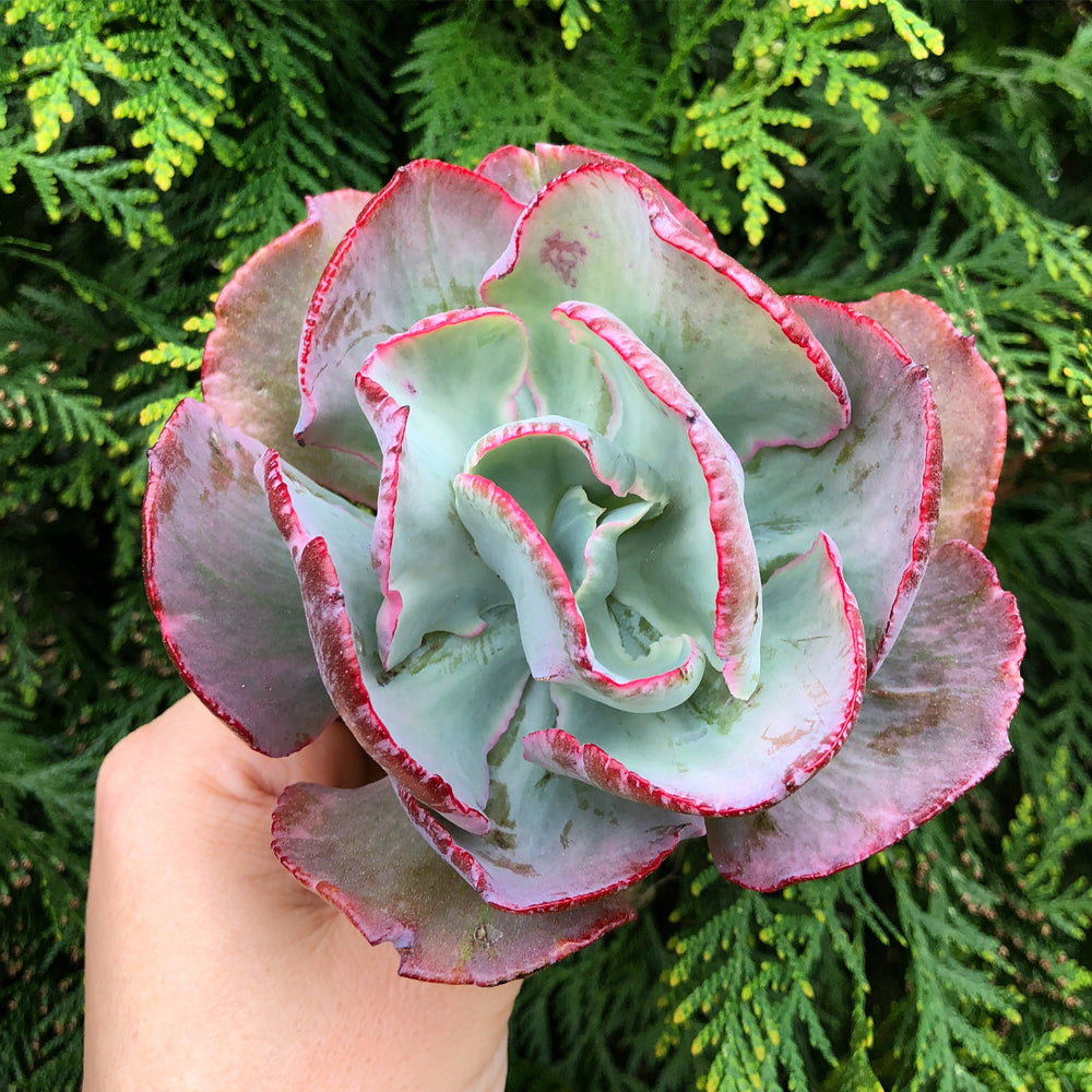 Echeveria Flying Cloud