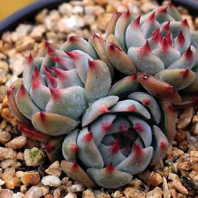 PRESALE Echeveria Momotarou cv, Triple