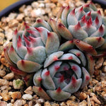 PRESALE Echeveria Momotarou cv, Triple