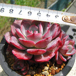 PRESALE Echeveria Laulensis, (Random)