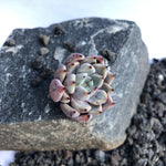 SPECIAL! JUST CART!! Echeveria Canape