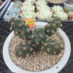 Tephrocactus Molinensis, (Video)
