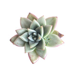 The GOOD, The BAD and The UGLY SALE! Echeveria Agavoides Sp.