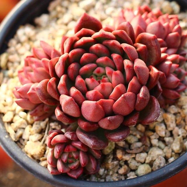 PRESALE Sedeveria Pink Ruby, Cluster