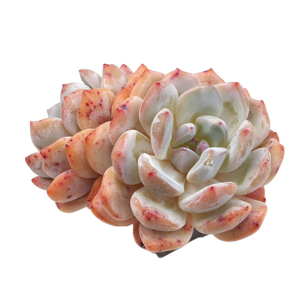 Echeveria Orange Monroe, Double