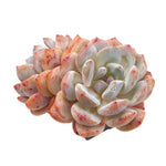 Echeveria Orange Monroe, Double