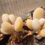 PRESALE Pachyphytum Beauty, (Random)