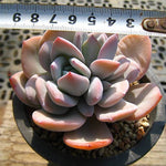 PRESALE Echeveria Cream Tea, (Random)