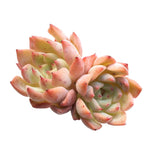 Echeveria Sp., Double