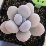 PRESALE Pachyphytum Oveferum cv Momobijin, (Random)