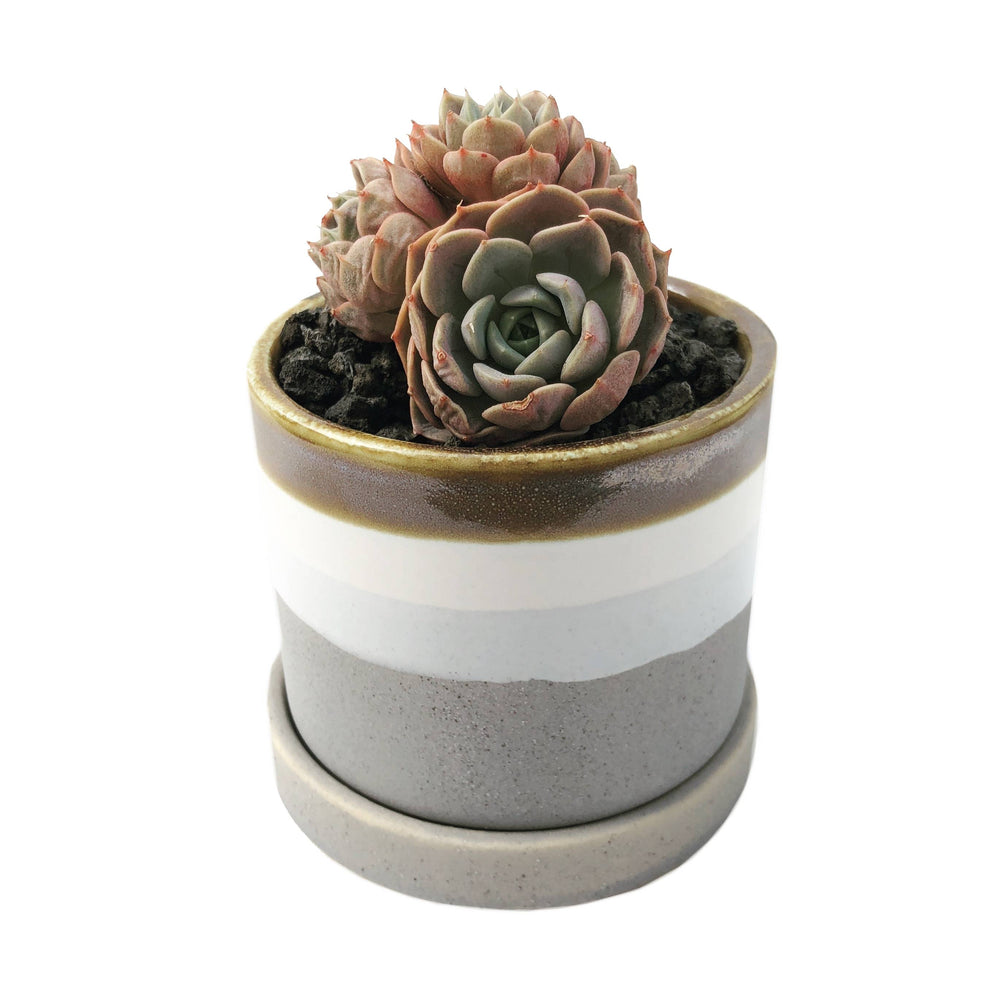 3" Chive Minute Pot- Modern Layers