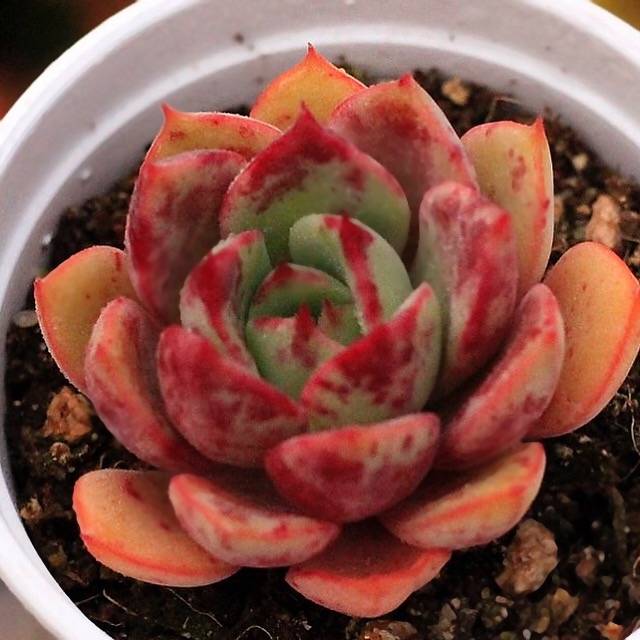 PRESALE Echeveria 'Pepala' (New!)