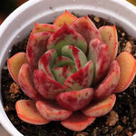 PRESALE Echeveria 'Pepala' (New!)