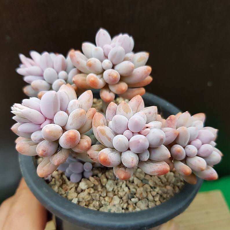 PRESALE Pachyphytum Machucae 'Baby Fingers,' (Random)