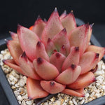 PRESALE Echeveria Agavoides Ebony, (Random)