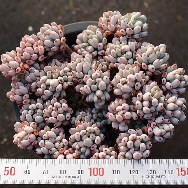 PRESALE Graptopetalum Blue Beans, Cluster