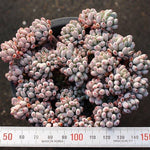 PRESALE Graptopetalum Blue Beans, Cluster