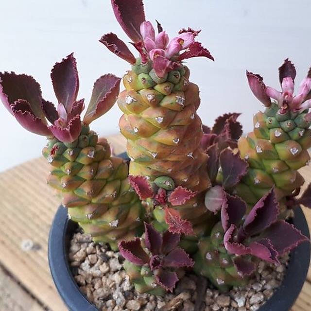 PRESALE Monadenium Ritchiei, Variegata, Cluster, (Not So Random)