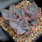 PRESALE Echeveria Madiba, Cluster, (Random)