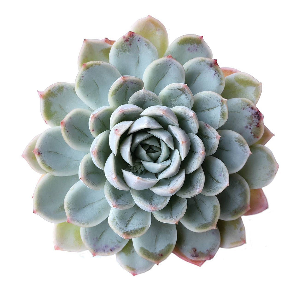 moon fairy succulent Echeveria Moon Fairy – Cedar Creek Farmhouse