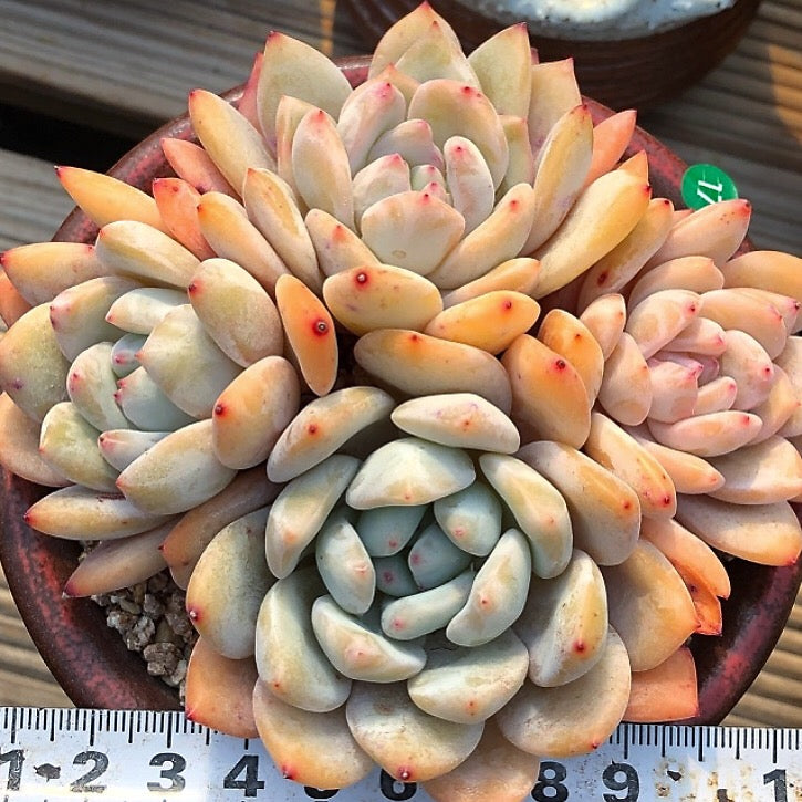 Echeveria Orange Monroe, (Exact Plant, with Video)