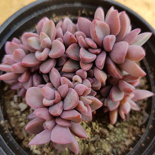 PRESALE Echeveria cv Rezry, (Random)