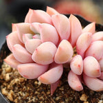 SPECIAL!! JUST CART!! PRESALE Echeveria Pretty In Pink