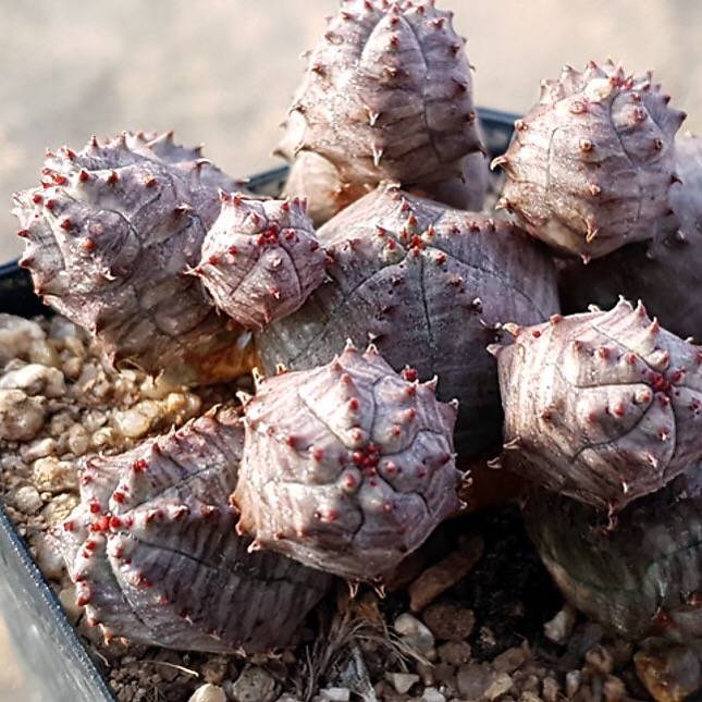 PRESALE Euphorbia Obesa, Cluster, (Random)