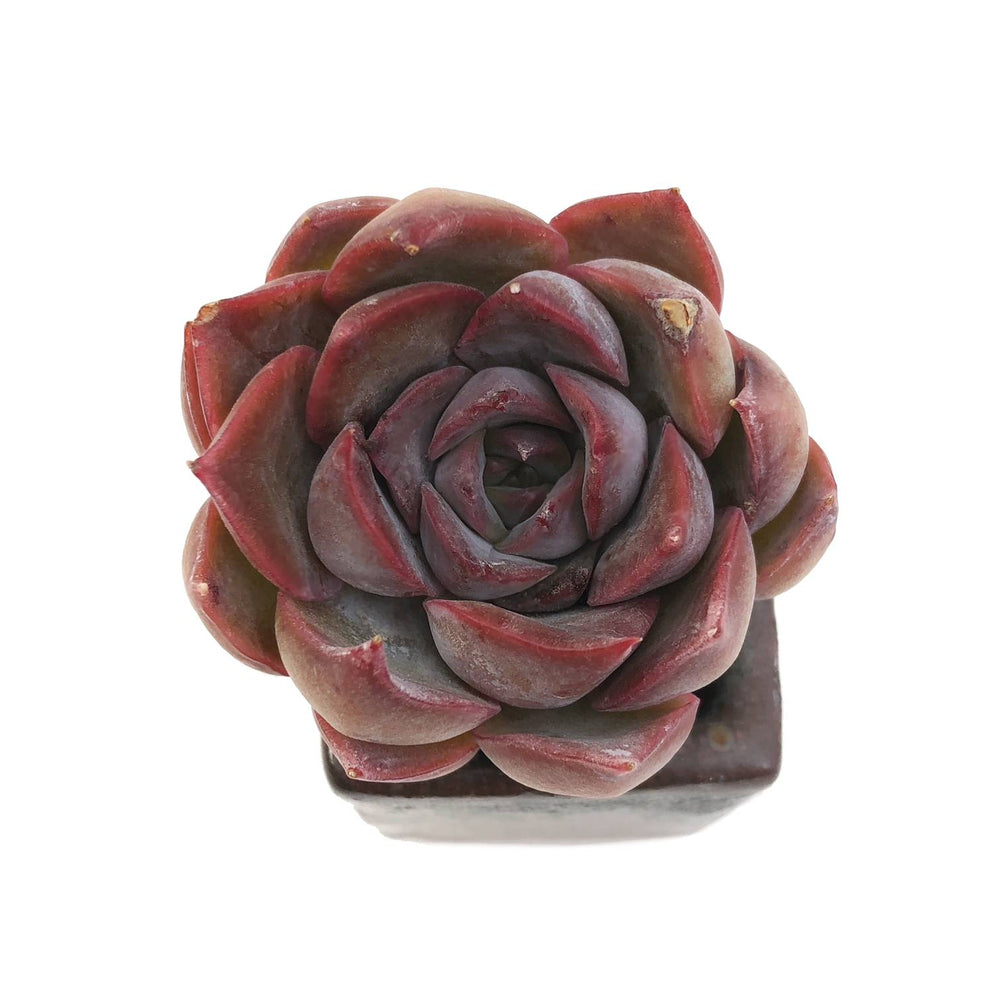 Sale! Echeveria Dark Ice