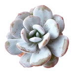 Echeveria Lauii, (Random)