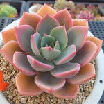 PRESALE Echeveria Tinkerbelle, (Random)