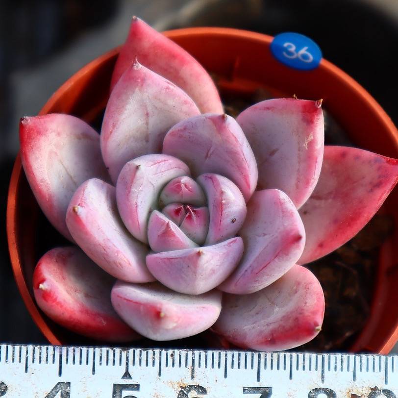 Echeveria Colorata
