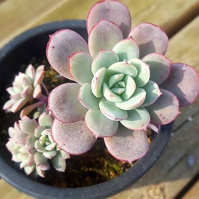 Echeveria Subcorymbosa Lau 026, (Random)