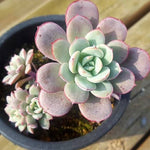 Echeveria Subcorymbosa Lau 026, (Random)