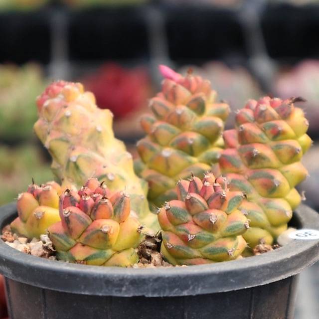 Monadenium Ritchiei, Variegata