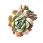 SPECIAL!! JUST CART!! Echeveria Raspberry Ice, Double
