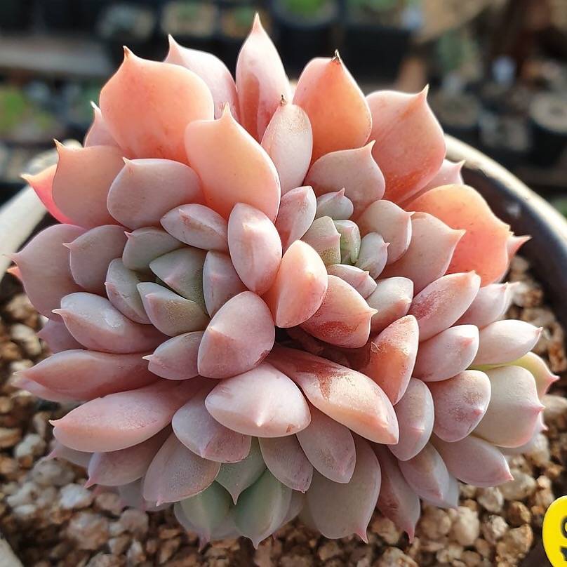 PRESALE Echeveria Sp. Cristata, (Not so Random)