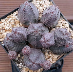 (AVAILABLE) Euphorbia Obesa, Cluster