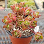 (RESERVED) Aeonium Saundersii, (Adodes)