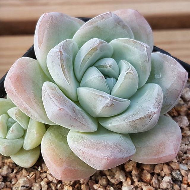 ice succulent Echeveria Ice Green, (Not so Random) – Cedar Creek Farmhouse