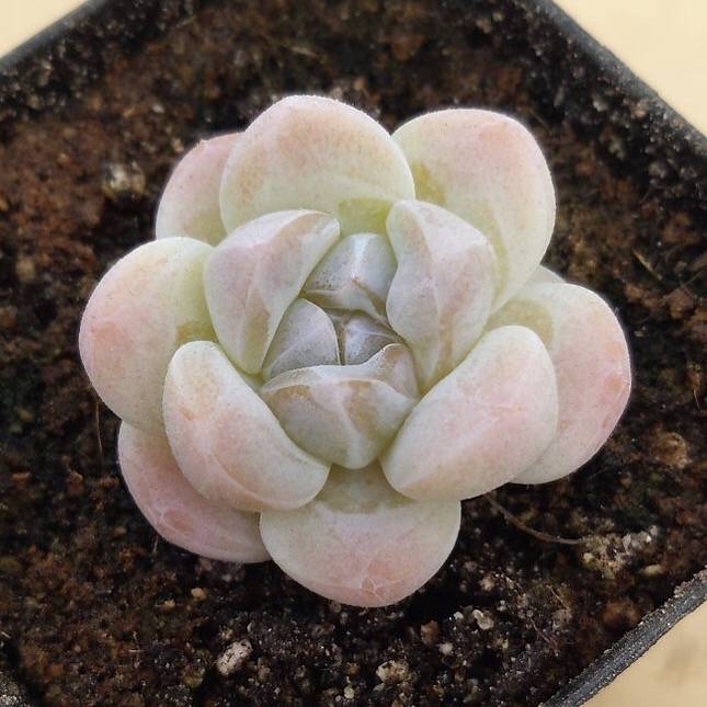 PRESALE Echeveria Ice Green, (Random)